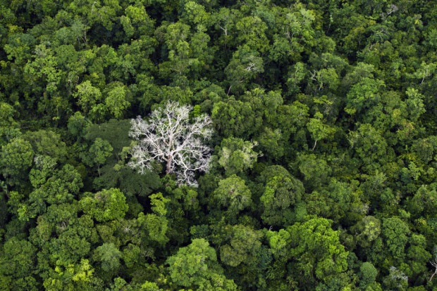 September 19, 2013. Untouched Amazon rainforest in Para state, Brazil. © Daniel Beltra