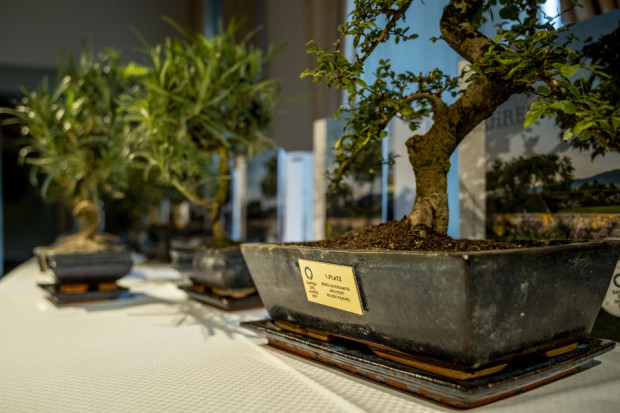 Man sieht einen Bonsai-Baum mit einer aufgeklebten Plakette auf der der Name eines Preisträgers steht
